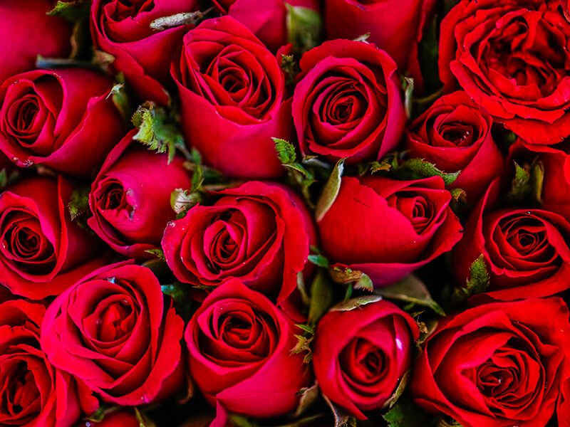 Mercabarna-flor preveu que es vendran uns 4,2 milions de roses per Sant Jordi a tot Catalunya